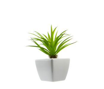 Indoor Plant